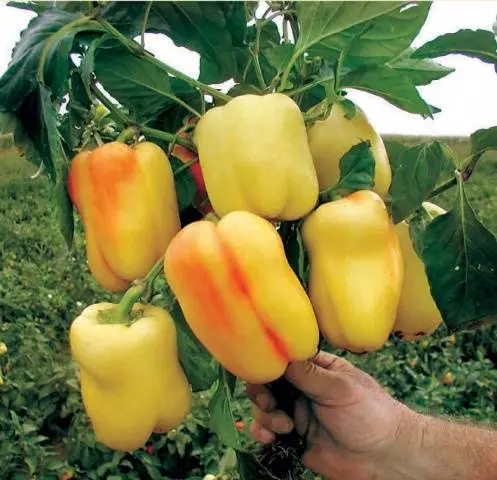 How to feed peppers during fruiting