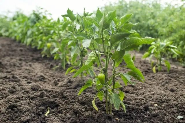 How to feed peppers during fruiting