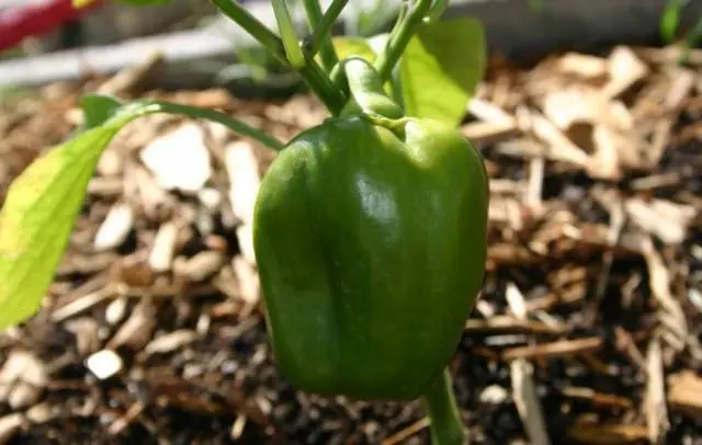 How to feed peppers during fruiting