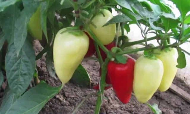 How to feed peppers during fruiting