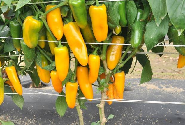 How to feed peppers during fruiting