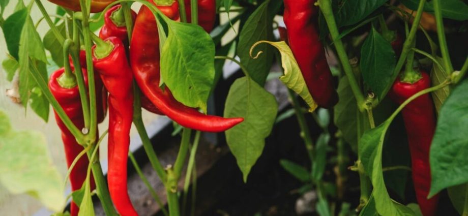 How to feed peppers during fruiting