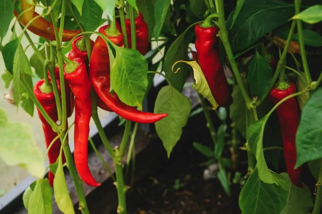 How to feed peppers during fruiting