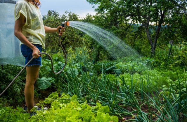 How to feed plants and flowers with onion peel, benefits, rules for use