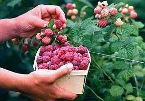 How to feed raspberries 