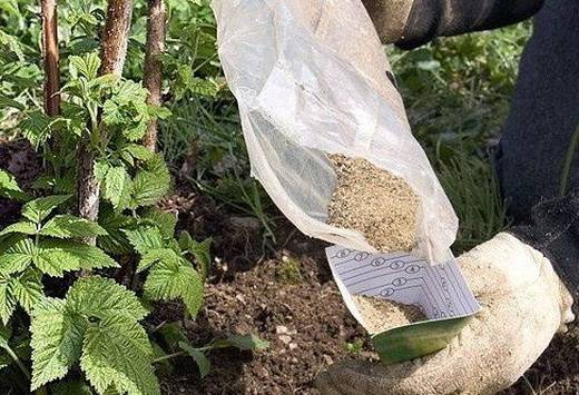 How to feed raspberries 