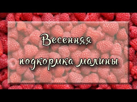 How to feed raspberries 