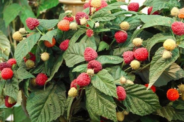 How to feed raspberries 