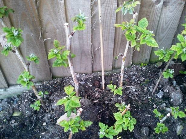 How to feed repair raspberries