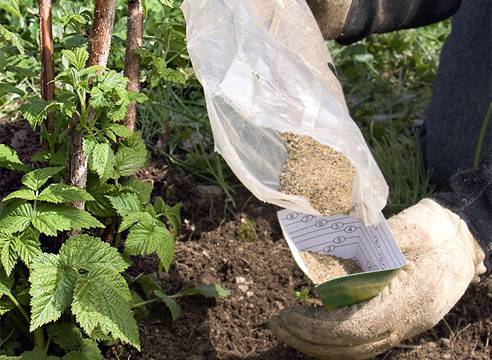 How to feed repair raspberries