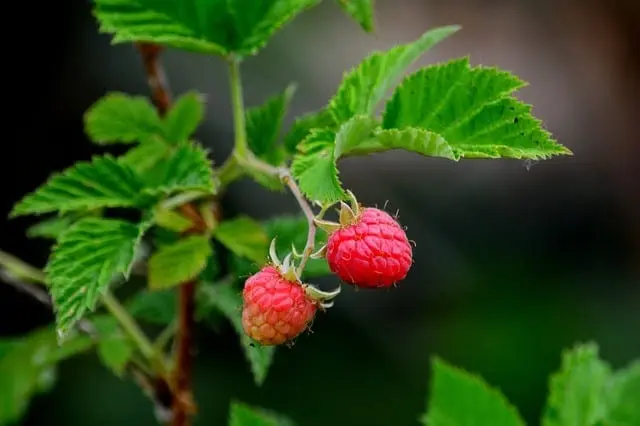 How to feed repair raspberries