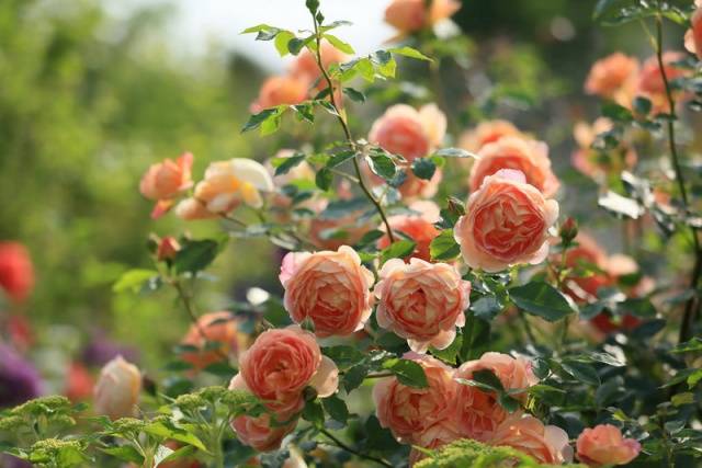 How to feed roses in autumn