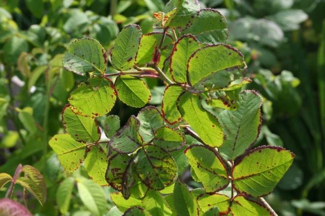 How to feed roses in autumn