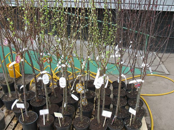 How to feed seedlings of fruit trees, so as not to harm