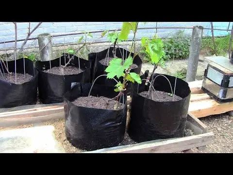 How to feed seedlings of fruit trees, so as not to harm