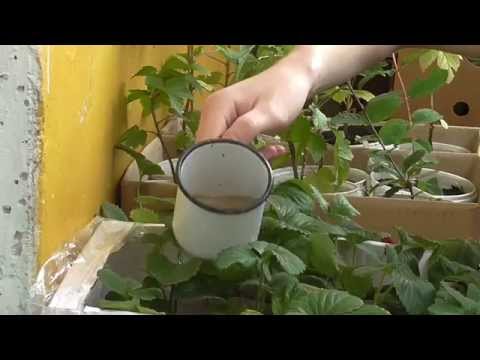 How to feed seedlings of fruit trees, so as not to harm