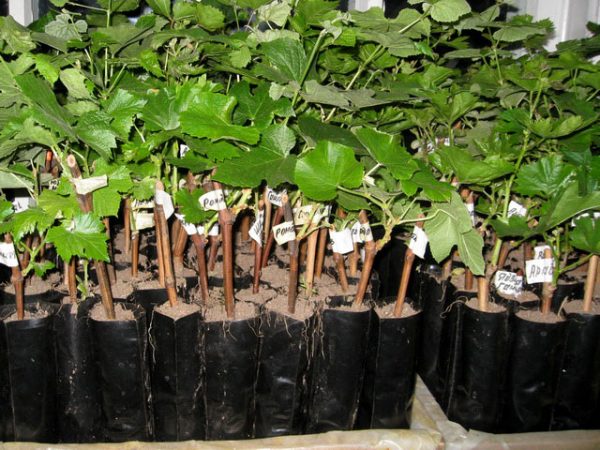 How to feed seedlings of fruit trees, so as not to harm