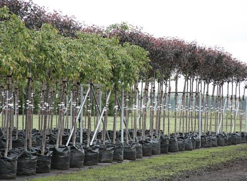 How to feed seedlings of fruit trees, so as not to harm