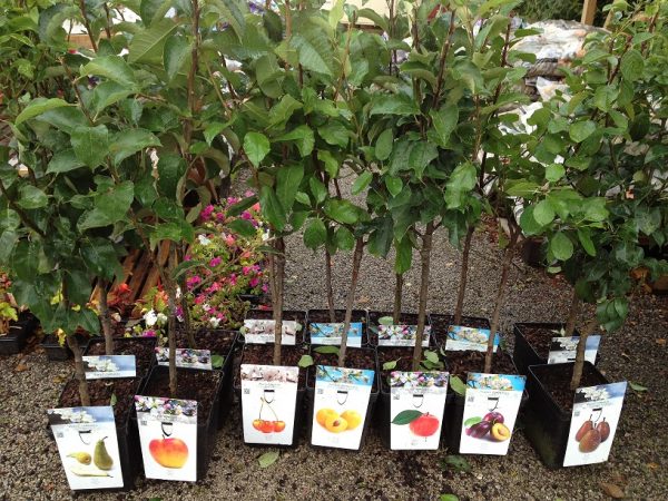 How to feed seedlings of fruit trees, so as not to harm