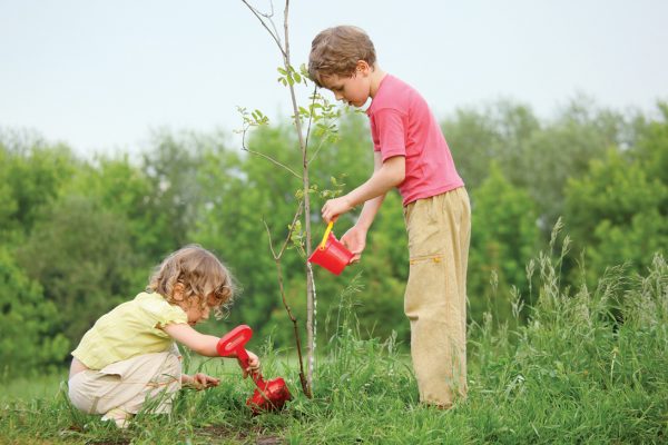 How to feed seedlings of fruit trees, so as not to harm