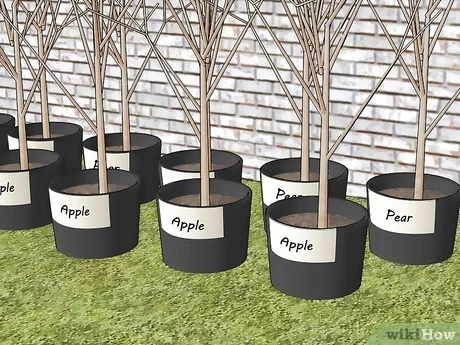 How to feed seedlings of fruit trees, so as not to harm