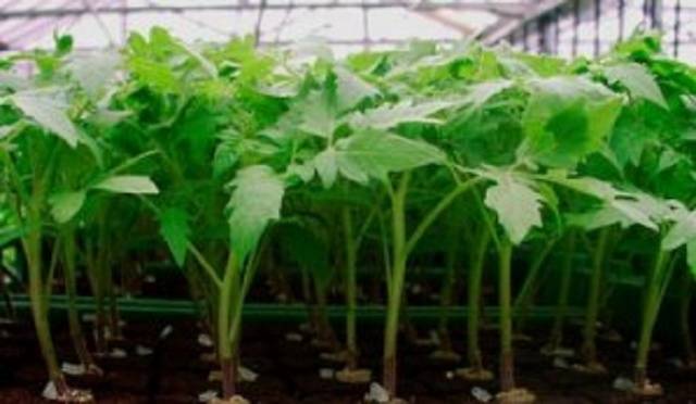 How to feed seedlings of tomatoes and peppers 