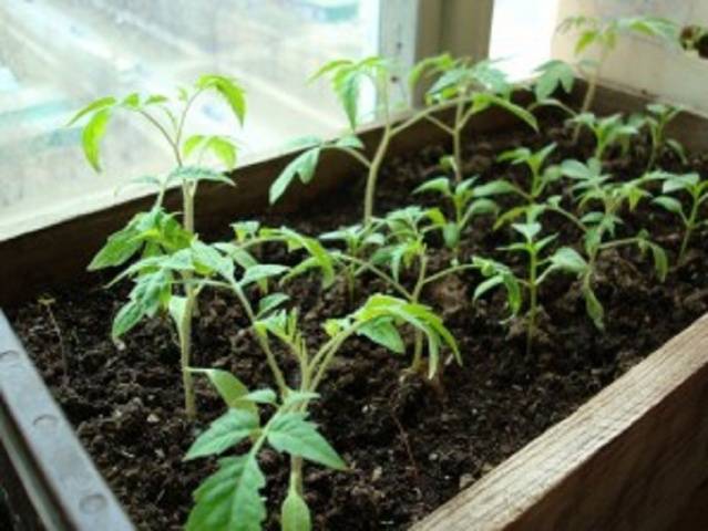 How to feed seedlings of tomatoes and peppers 