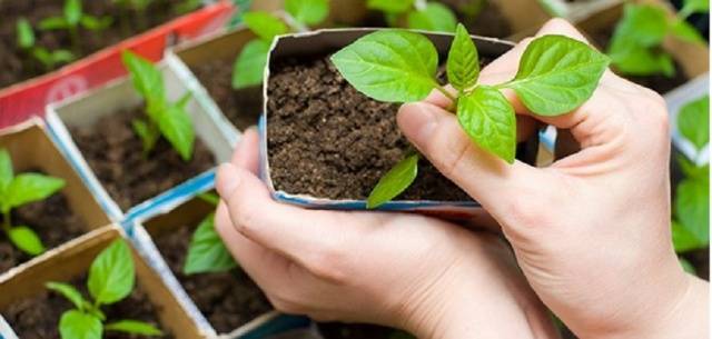 How to feed seedlings of tomatoes and peppers 