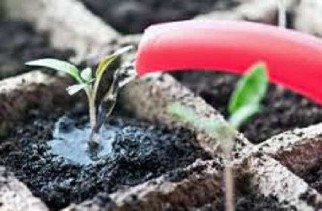 How to feed seedlings of tomatoes and peppers 