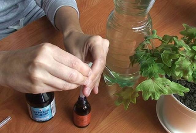 How to feed seedlings of tomatoes and peppers 