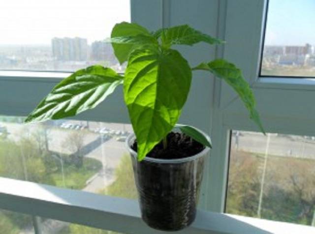 How to feed seedlings of tomatoes and peppers 