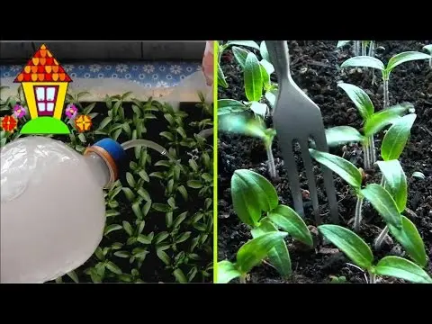 How to feed seedlings of tomatoes and peppers 