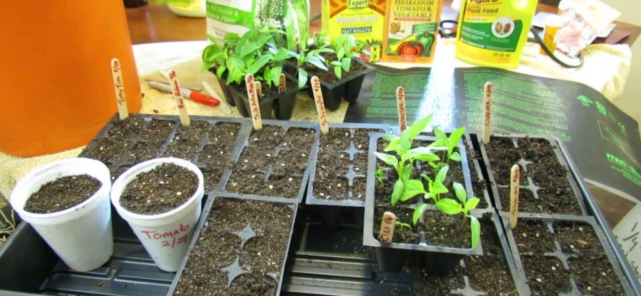 How to feed seedlings of tomatoes and peppers 