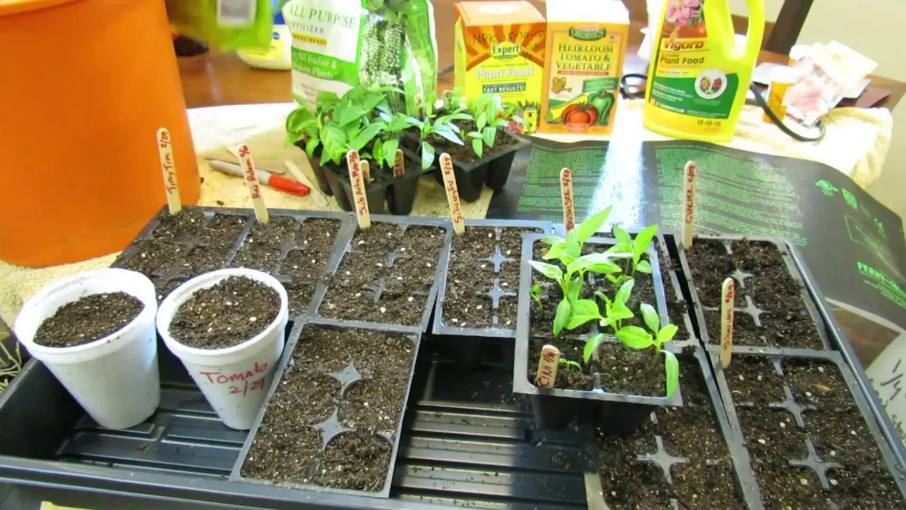 How to feed seedlings of tomatoes and peppers 