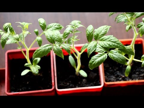 How to feed seedlings of tomatoes: the choice of fertilizers and the timing of feeding