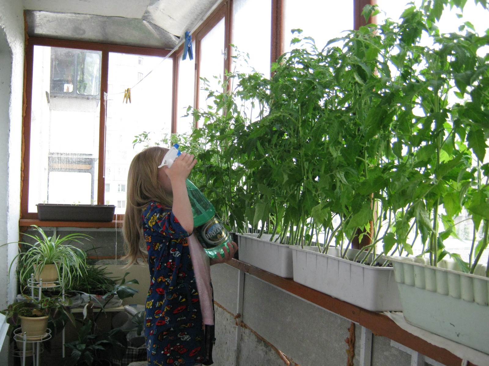 How to feed seedlings of tomatoes: the choice of fertilizers and the timing of feeding