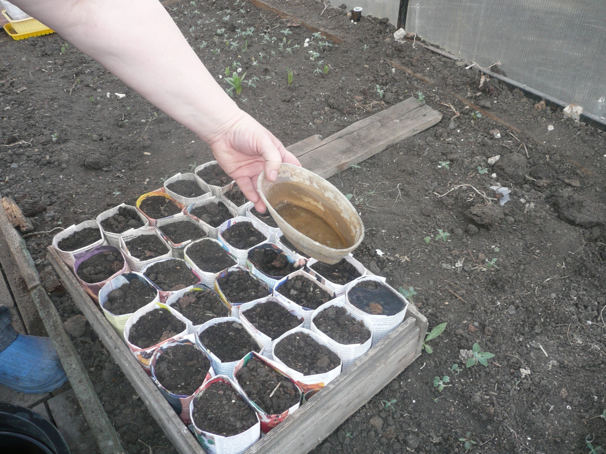 How to feed seedlings of tomatoes: the choice of fertilizers and the timing of feeding