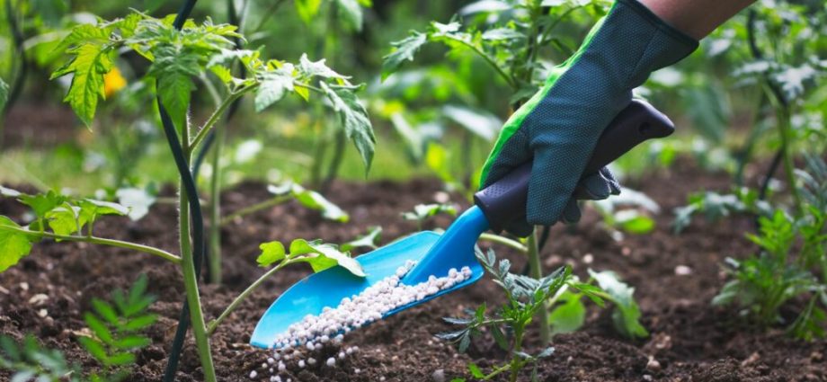 How to feed seedlings of tomatoes: the choice of fertilizers and the timing of feeding