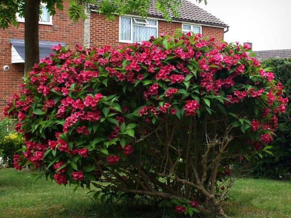 How to feed shrubs and when is the best time to do it