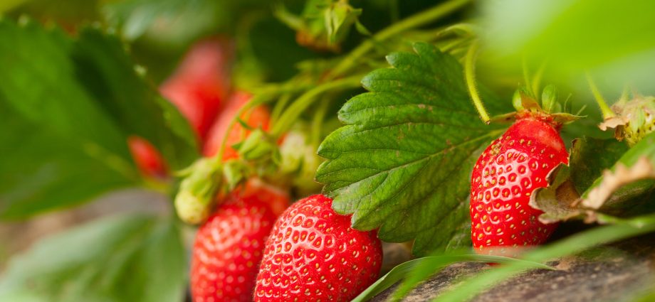 How to feed strawberries in the fall: the choice of fertilizers