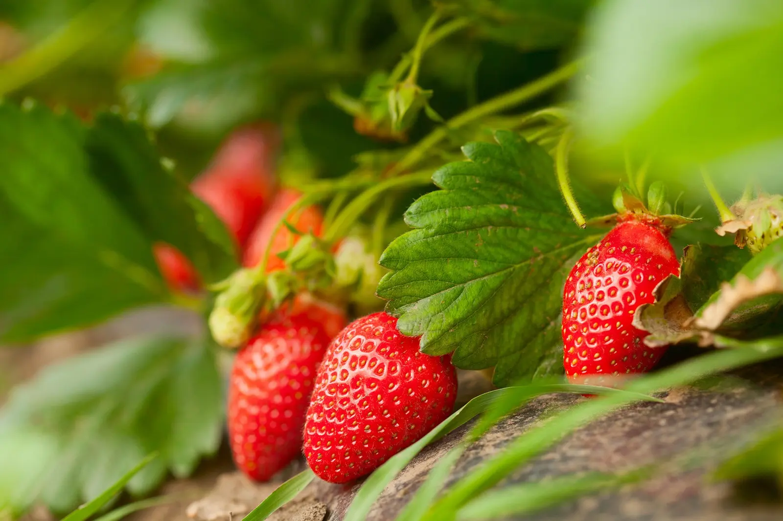 How to feed strawberries in the fall: the choice of fertilizers