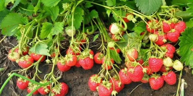 How to feed strawberries with yeast