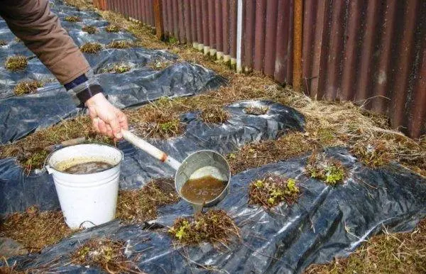 How to feed strawberries with yeast