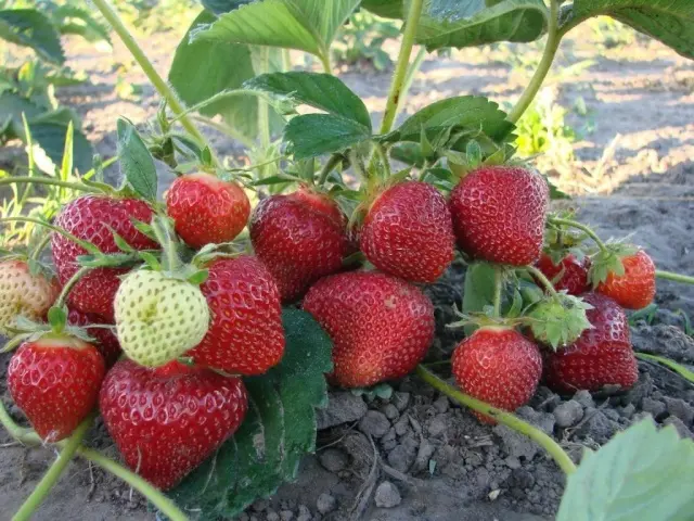 How to feed strawberries with yeast