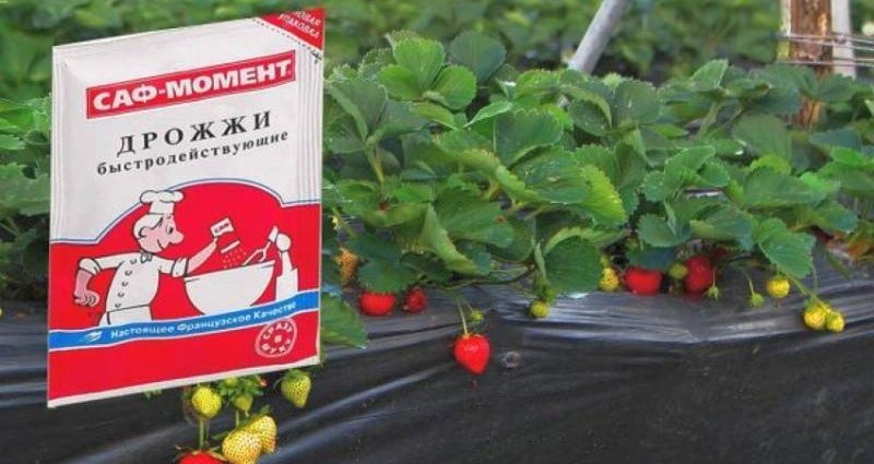 How to feed strawberries with yeast