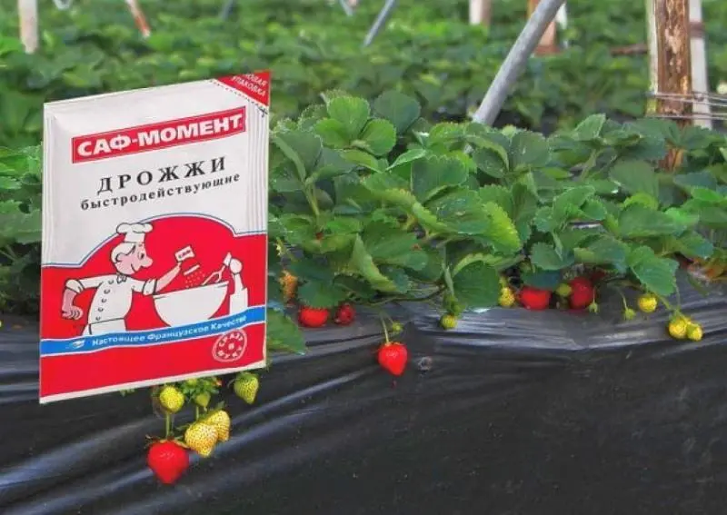 How to feed strawberries with yeast