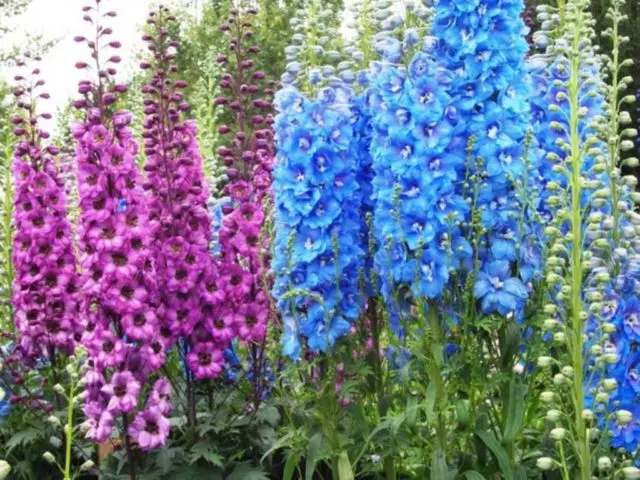 How to feed the delphinium