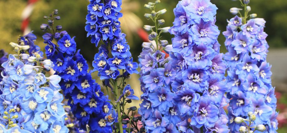 How to feed the delphinium