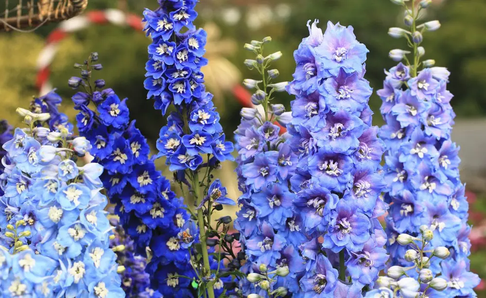 How to feed the delphinium