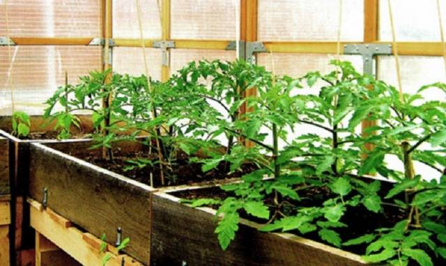 How to feed tomato seedlings after picking 